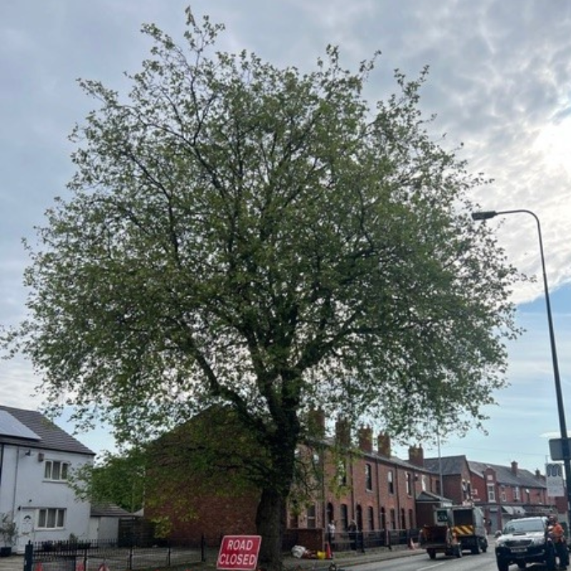 Tree crown reduction in Wigan, Warrington, and Bolton.