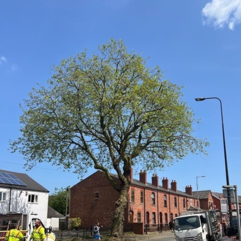 Tree crown reduction in Wigan, Warrington, and Bolton.