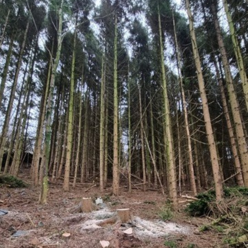 Tree felling and site clearance in Wigan, Warrington, and Bolton.